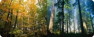EPS offers of Forest for Sale in Romania.